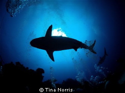 Sharks in Roatan, Honduras by Tina Norris 